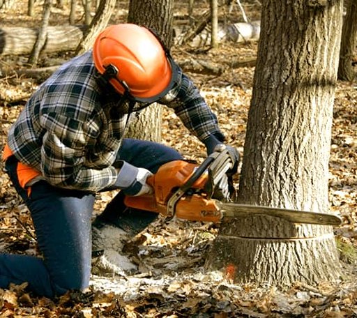 Tree Removal in Oakwood, TX